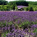 富田農場-5