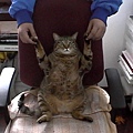 遠眺羊蹄山