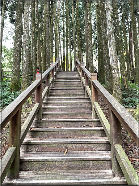 閒散輕遊阿里山