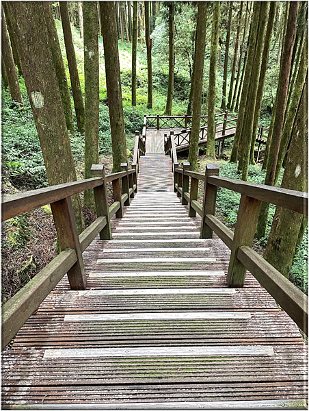 閒散輕遊阿里山