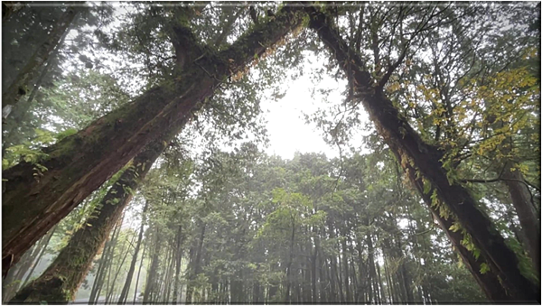 閒散輕遊阿里山