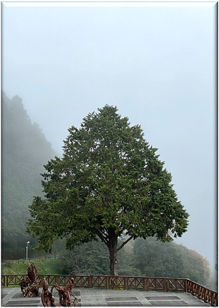 閒散輕遊阿里山