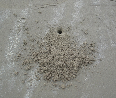 蟹洞06一大堆土屑