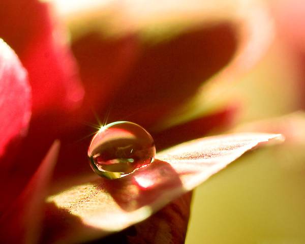 Close_up_waterdrop_on_flower_cb_37_aid.jpg