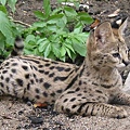 African-serval-cat.jpg