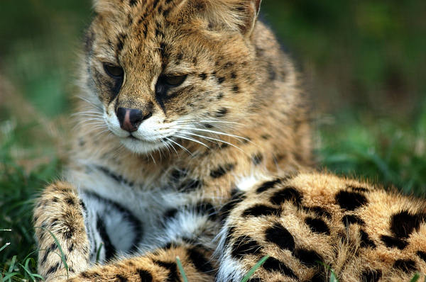 serval0002.jpg