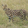 800px-Serval_in_Tanzania.jpg