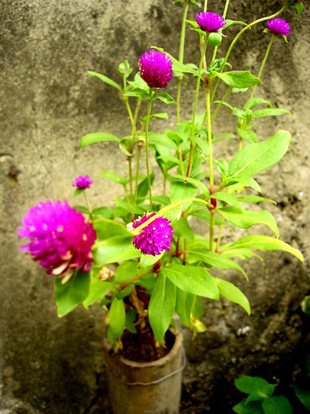 DSC05740.JPG