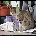 NEKO002-01.jpg