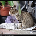 NEKO002-02.jpg