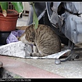 NEKO002-03.jpg