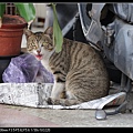 NEKO002-04.jpg