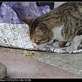 NEKO002-05.jpg