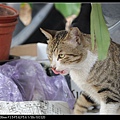 NEKO002-06.jpg