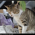NEKO002-07.jpg