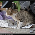 NEKO002-08.jpg