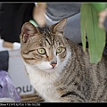 NEKO002-09.jpg