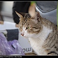 NEKO002-10.jpg