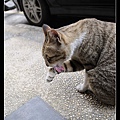 NEKO002-12.jpg