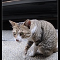 NEKO002-13.jpg