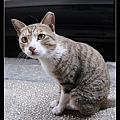 NEKO002-14.jpg