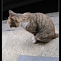 NEKO002-15.jpg