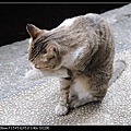 NEKO002-16.jpg