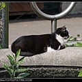 NEKO003-01.jpg