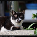 NEKO003-02.jpg