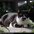 NEKO003-03.jpg