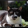 NEKO003-04.jpg