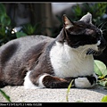 NEKO003-05.jpg