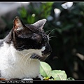 NEKO003-06.jpg