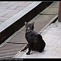 NEKO004-01.jpg