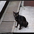 NEKO004-02.jpg