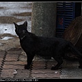 NEKO004-05.jpg