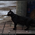 NEKO004-06.jpg