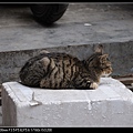 NEKO005-01.jpg