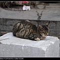 NEKO005-02.jpg