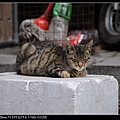 NEKO005-03.jpg