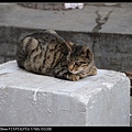NEKO005-04.jpg