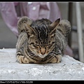 NEKO005-05.jpg