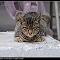 NEKO005-06.jpg