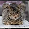 NEKO005-07.jpg