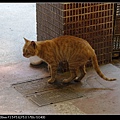NEKO006-01.jpg