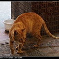 NEKO006-02.jpg