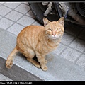 NEKO006-03.jpg