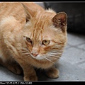 NEKO006-04.jpg