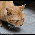 NEKO006-05.jpg