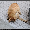 NEKO006-06.jpg